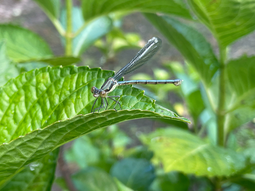 Lestes temporalis