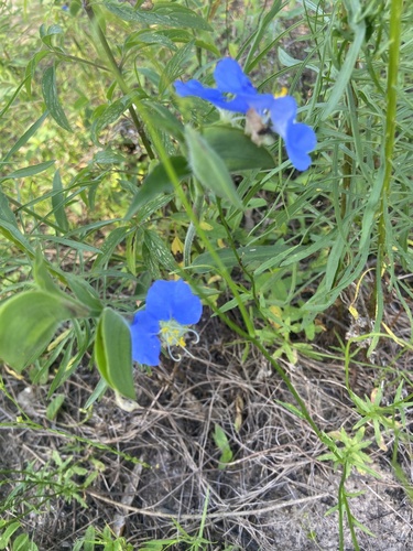 whitemouth dayflower
