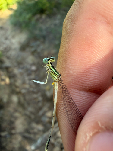 White Featherleg