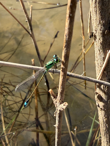 Blue-tailed Damselfly