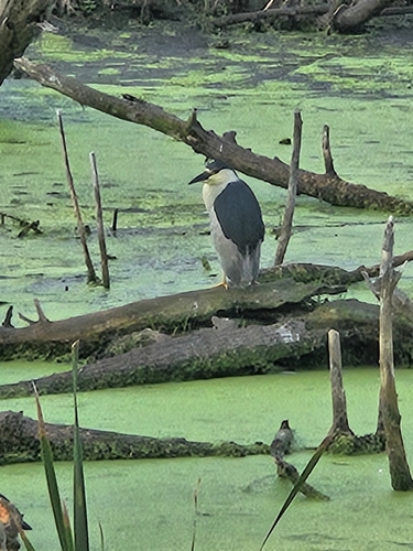 Black-crowned Night Heron