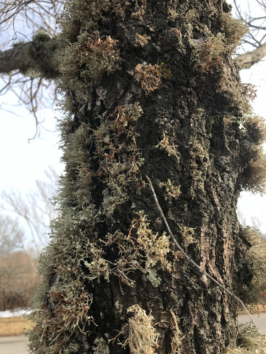 iNaturalist observation photo of Fungi Including Lichens