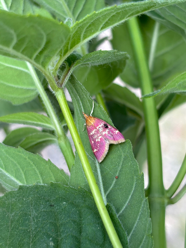 iNaturalist observation photo of Raspberry Pyrausta Moth