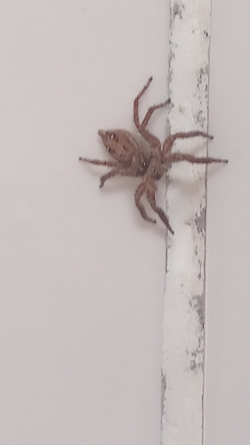 Pantropical Jumping Spider