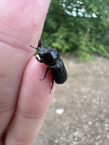 Horned Stag Beetle