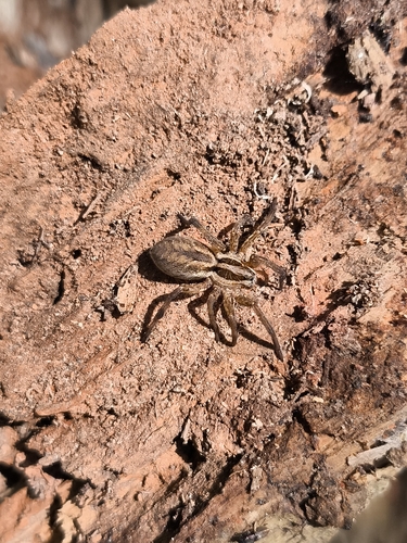 Radiated Wolf Spider