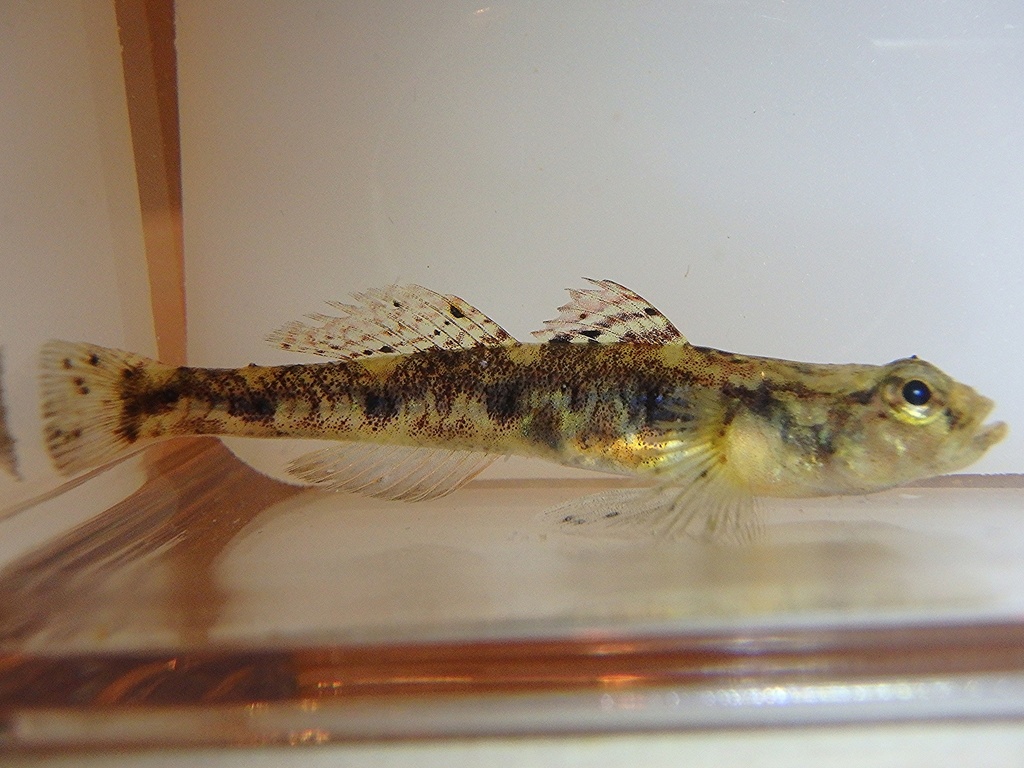 Painted Goby