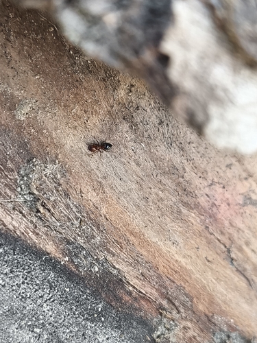 Schmidt's Cocktail Ant