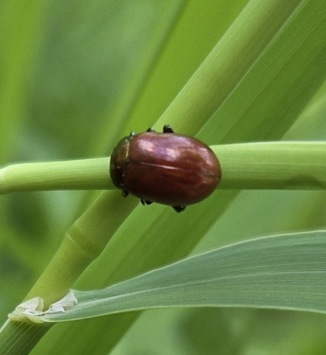 Knotgrass leaf beetle