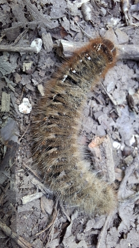 Oak Eggar