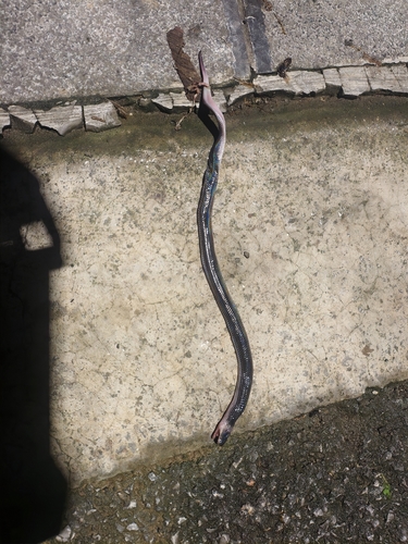 Asian Sunbeam Snake