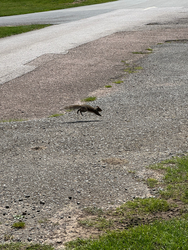 Eastern Gray Squirrel