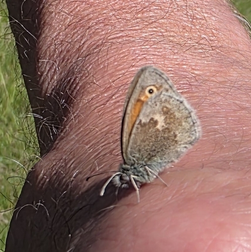 Small Heath