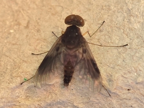 Quadrate Snipe Fly