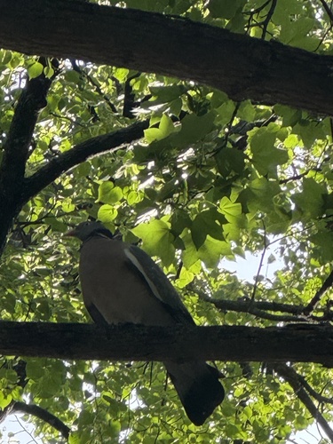 Common Wood-Pigeon
