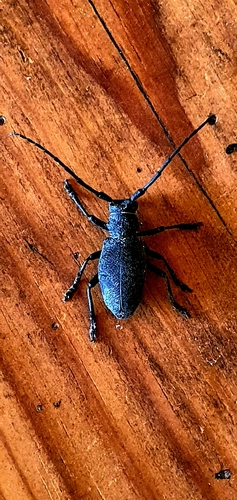 Morimus asper