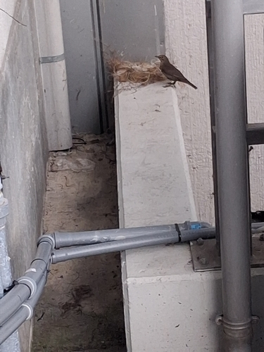 Eurasian Blackbird