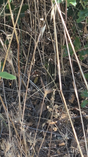 Balkan Green Lizard