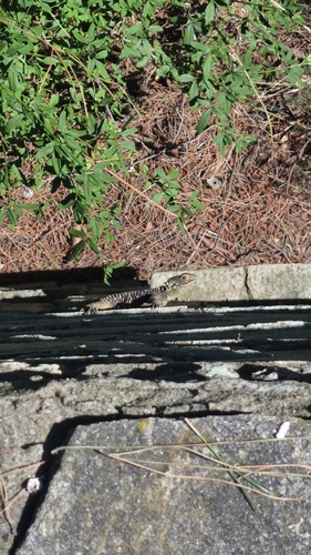 Roughtail Rock Agama