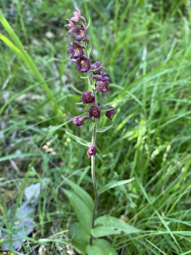Dark-red Helleborine