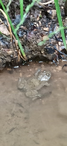 Yellow-bellied Toad