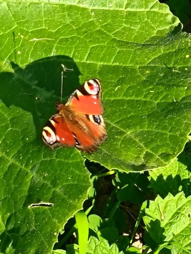 European Peacock Butterfly