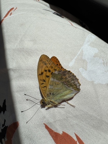 Silver-washed Fritillary