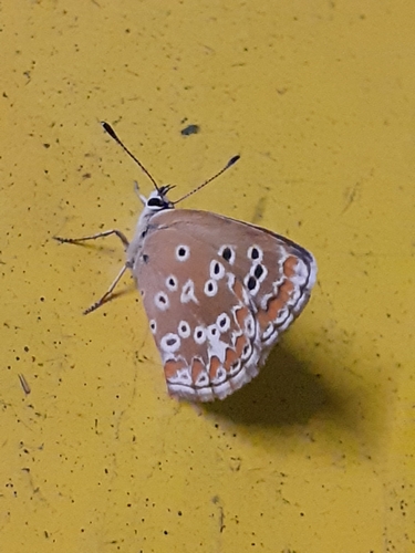 Southern Brown Argus