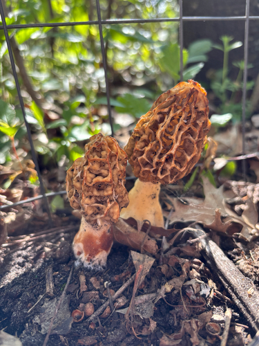 iNaturalist observation photo of American yellow morel