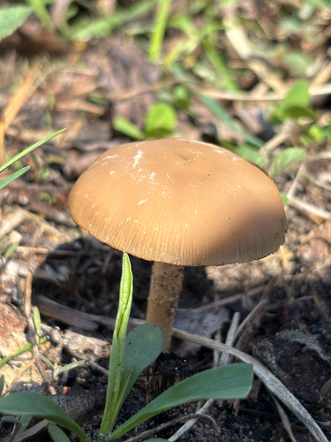 iNaturalist observation photo of Agaricineae