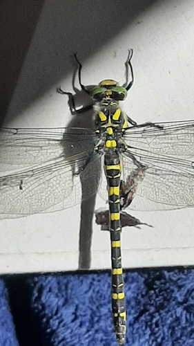 Golden-ringed Dragonfly
