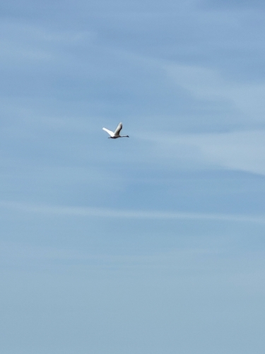 Mute Swan