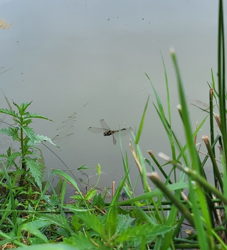 White-tailed Skimmer