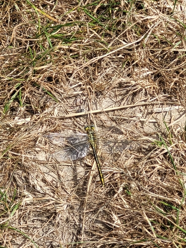 Western Clubtail