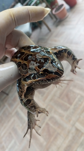 Wrestler Frog