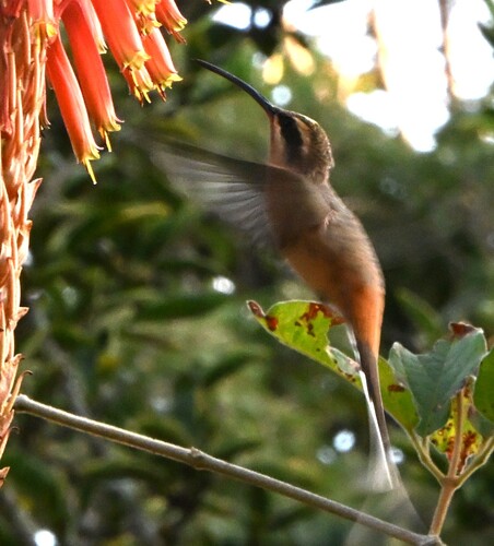 Planalto Hermit