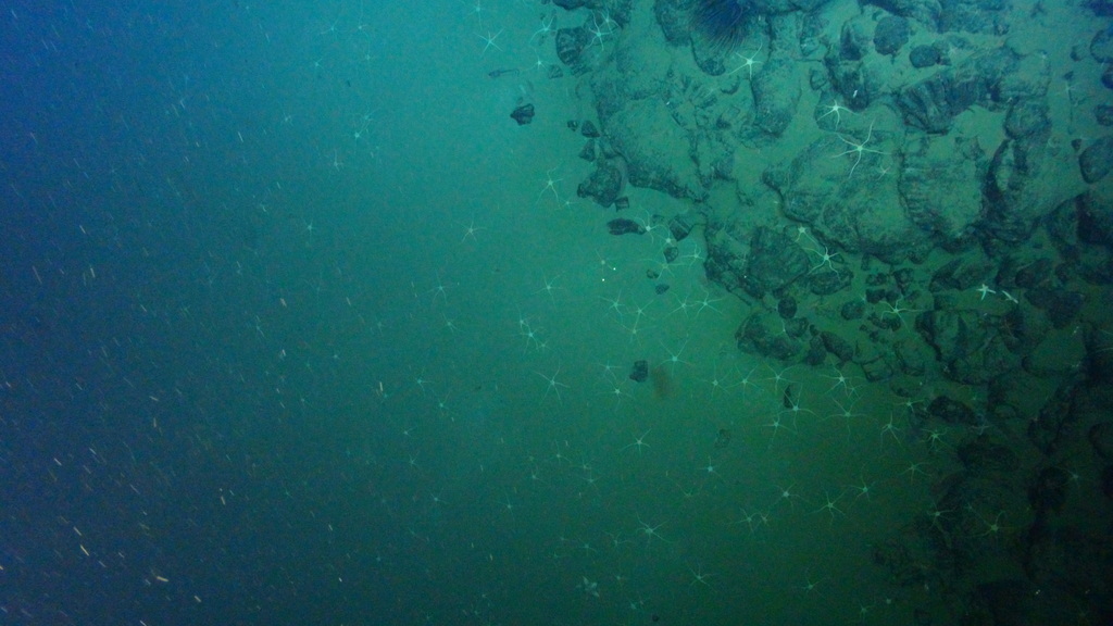 Brittle star (OTU EO03) (Seamounts of Canada's Large Offshore Pacific
