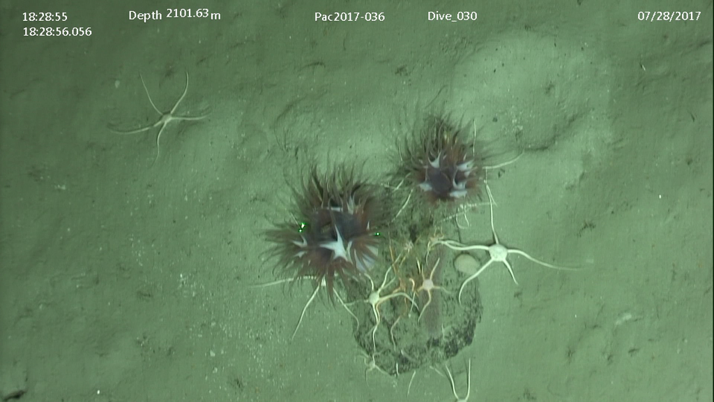 Brittle star (OTU EO03) (Seamounts of Canada's Large Offshore Pacific