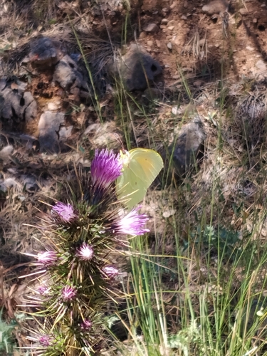 Cleopatra Butterfly
