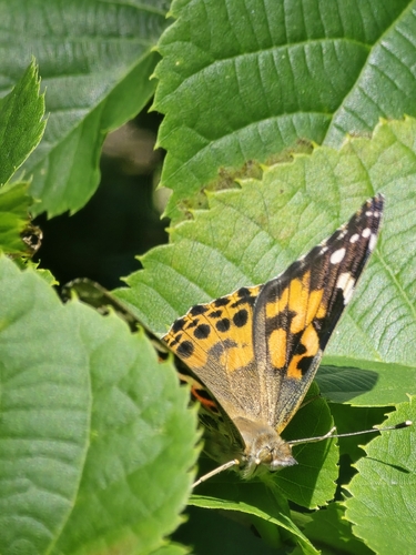 Painted Lady