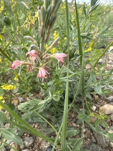 Scarlet Beeblossom