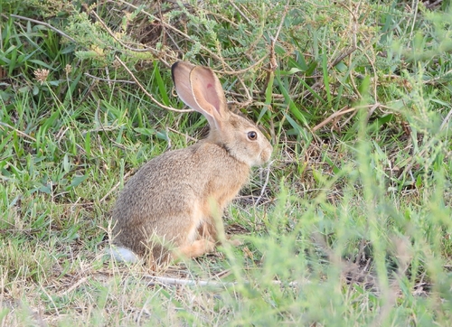 Indian Hare
