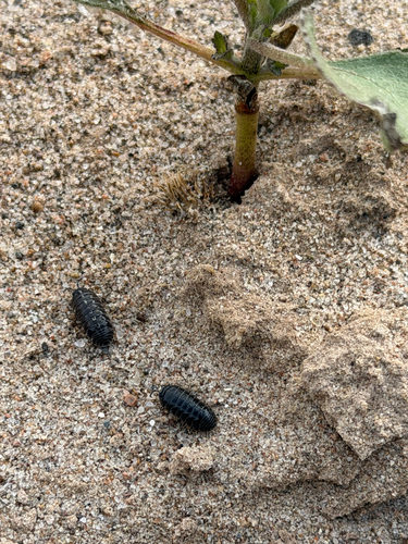 Common Pill Woodlouse