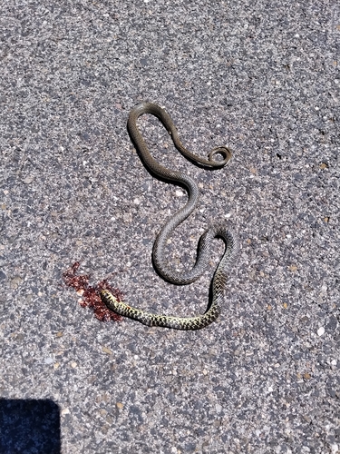 Green Whip Snake