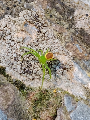 Eurasian Green Crab Spider