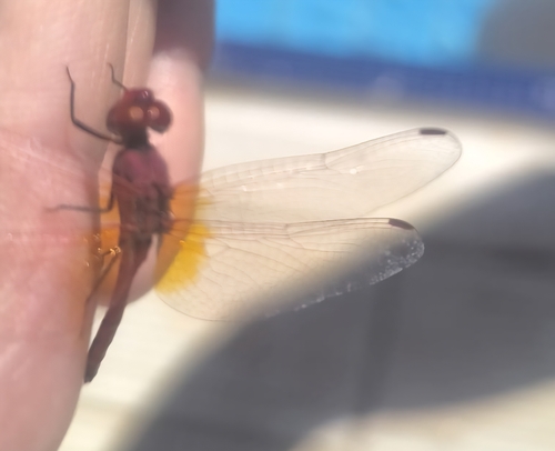 Red-veined Dropwing