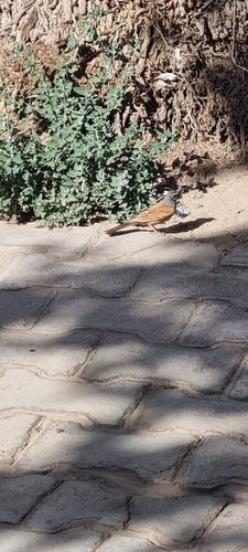 House Bunting