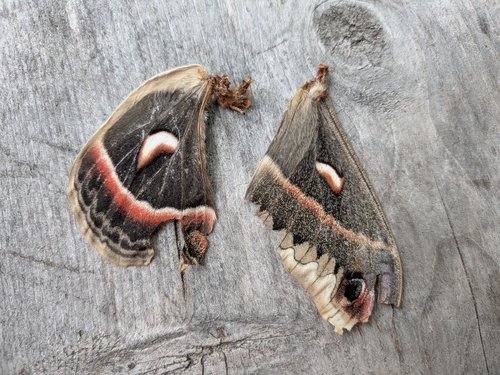 Cecropia Moth