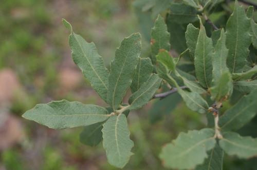 Chihuahuan oak
