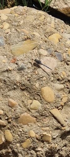 Epaulet Skimmer